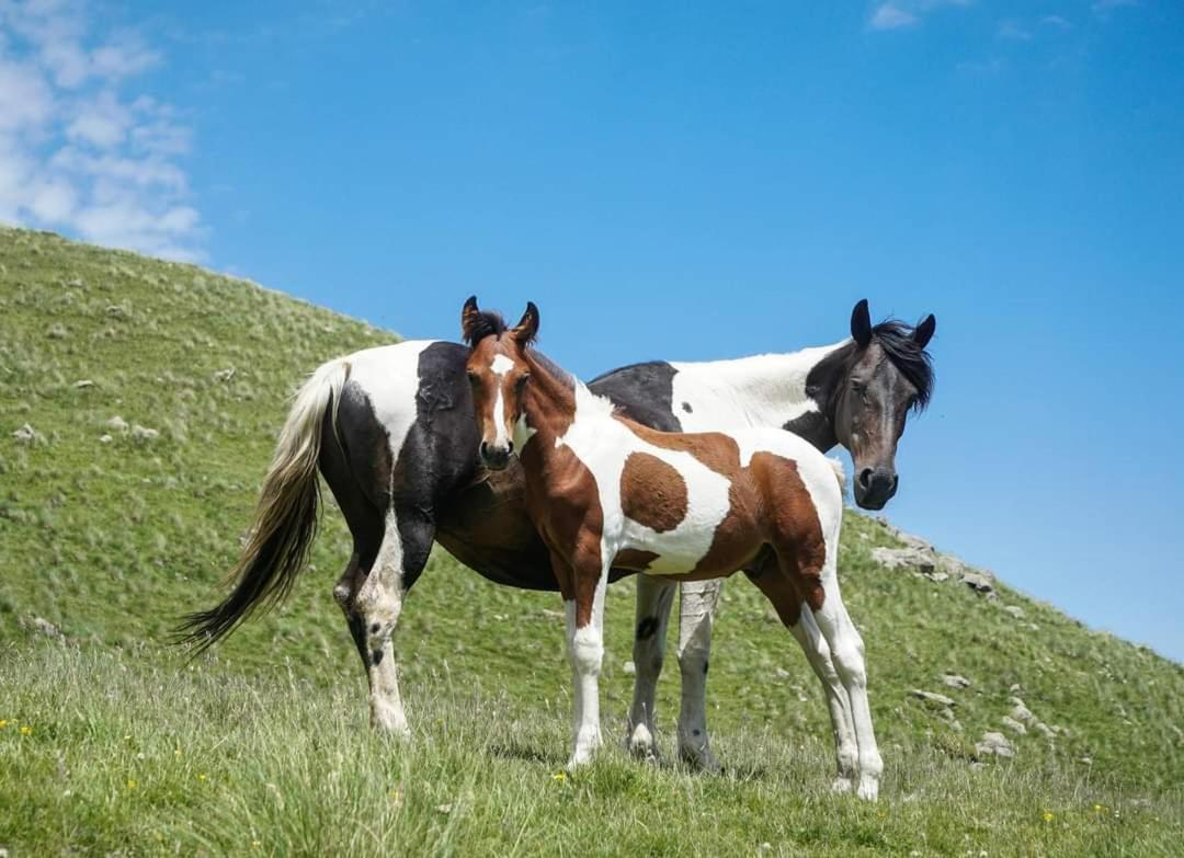 Mariami Ξενοδοχείο Kazbegi Εξωτερικό φωτογραφία